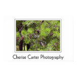 Alabama Long Needle Pine