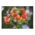Alabama Sunset Bougainvillea Card