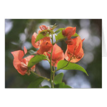 Alabama Sunset Bougainvillea Card by cherylarogers Alabama Sunset Bougainvillea Card