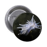 Alabaster Nudibranch Button buttons