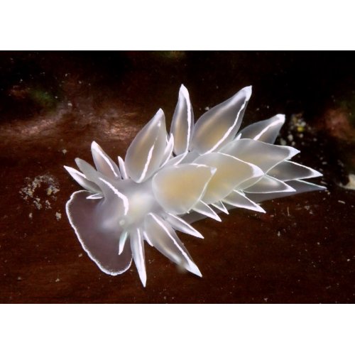 Alabaster Nudibranch - Cards card