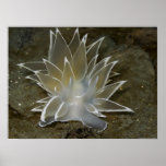 Alabaster Nudibranch (Dirona albolineata) Poster