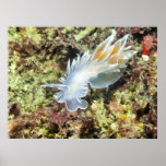 Alabaster Nudibranch - Fine Art Print