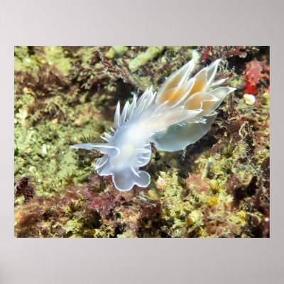 Alabaster Nudibranch - Fine Art Print by naturediver