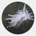 Alabaster Nudibranch Sticker
