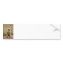 Alarm Bumper Stickers