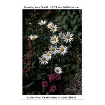 Alaska / Arctic Daisy posters by moxieann Alaska / Arctic Daisy posters