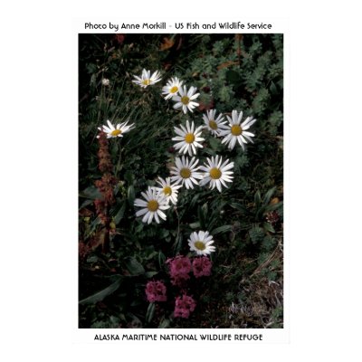 Alaska / Arctic Daisy Poster by moxieann