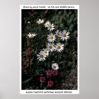 Alaska / Arctic Daisy Poster by moxieann