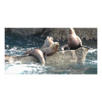 Alaska Aug 2007 069 photo cards by Animal_Anticipation Alaska Aug 2007 069 photo cards