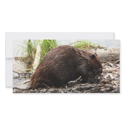 Alaska Aug 2007 683 Photo Greeting Card by Animal_Anticipation