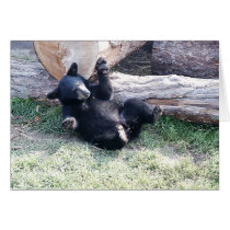 Alaska Black Bear Cub Greeting Card cards