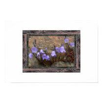 Alaska Blue Campanula posters by aurorawind Alaska Blue Campanula posters