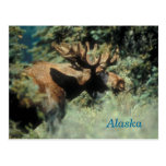 Alaska bull moose postcard