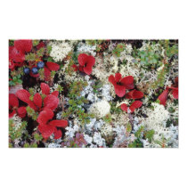 Alaska, Denali National Park, Arctic tundra is