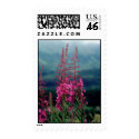 Alaska Fireweed Postage Stamps by james_orear2 Alaska Fireweed Postage Stamps