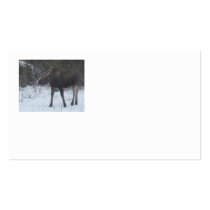 Alaska Moose business cards