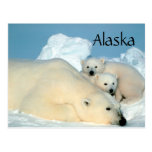 Alaska polar bear with cubs postcard