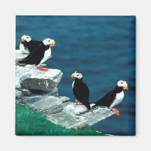 Alaska Puffins Feathered Colorful Birds Magnets