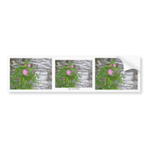 Alaska Rose #12 Bumper Sticker
