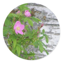 Alaska Rose #12 Round Stickers
