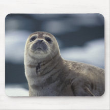 Alaska, southeast region Harbor seal on ice Mouse Pad