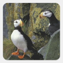 Alaska, St. Paul Island, the Pribilofs, horned Sticker