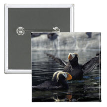 Alaska Tufted puffins Pin