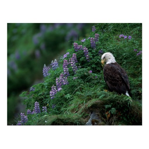 Alaska, Unalaska Island Bald Eagle among Nootka Postcard Zazzle
