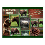 Alaska-Where The Wild Things Are Post Card