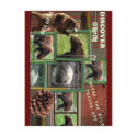 Alaska-Where The Wild Things Are postcard