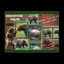Alaska-Where The Wild Things Are postcards
