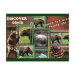 Alaska-Where The Wild Things Are Post Card