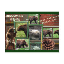 Alaska-Where The Wild Things Are Post Card