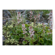 Alaska Wild Flowers cards