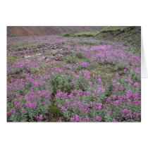 Alaska Wild Flowers cards