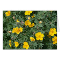 Alaska Wild Flowers cards