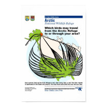 Alaskan Bird Migrations posters