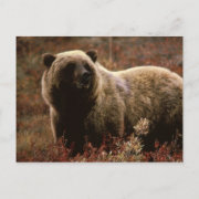 Alaskan Brown Bear postcard