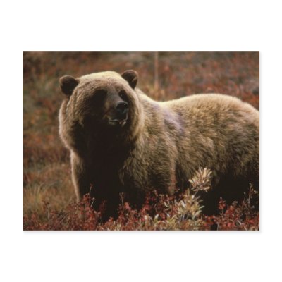 Alaskan Brown Bear Post Cards by moxieann