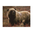 Alaskan Brown Bear postcards