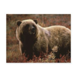 Alaskan Brown Bear postcards
