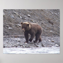 Alaskan Brown Bear Poster Print posters