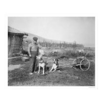 Alaskan Dog Cart Transport 1916 posters