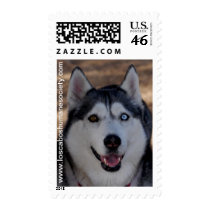 Alaskan Dog Postage Stamp