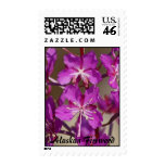 Alaskan Fireweed postage