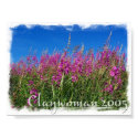 Alaskan Fireweed posters