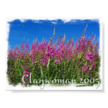 Alaskan Fireweed posters