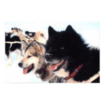 Alaskan Husky  Love posters