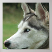 Alaskan Husky Poster Print